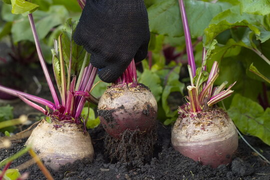 Beet harvesting. Close-up. Large, red, ripe beets growing in open ground. A farmer's hand pulling beets out of the ground.