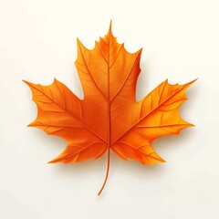 Obraz premium Bright orange maple leaf on a white background.