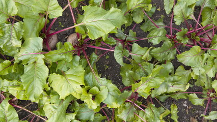 Growing beets. Large, ripe, spherical beets growing in the field.