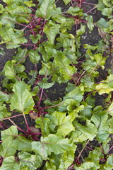 Growing beets. Large, ripe, spherical beets growing in the field.