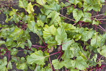 Growing beets. Large, ripe, spherical beets growing in the field.