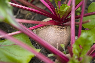 Growing beets. Close-up. Large and ripe beets growing in open ground.