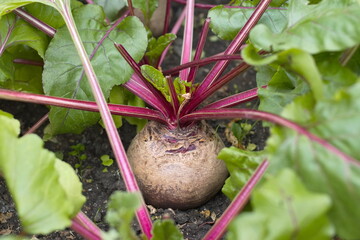 Growing beets. Close-up. Large and ripe beets growing in open ground.