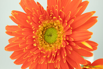 Blooming red sunflower flowers