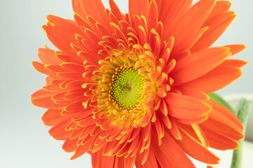 Blooming red sunflower flowers