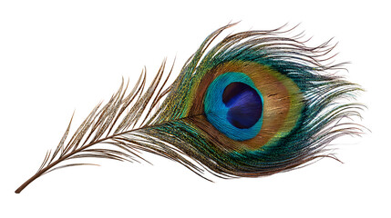 Peacock feather with vibrant colors and fine detail isolated on transparent background, hd realistic 8k, --ar 16:9 --v 7.0