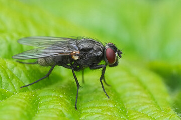 Closeup on a dark and shiny dung fly, Hydrotaea dentipes in the garden