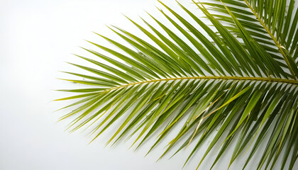 Obraz premium palm tree leaves