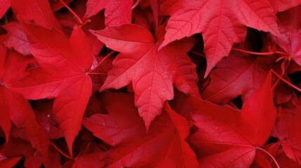 crimson red leaves