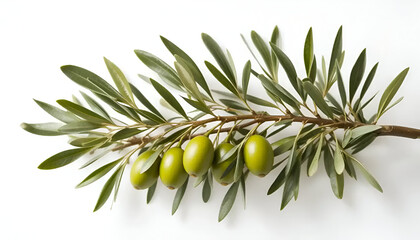 green olives on a branch