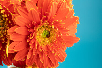 Blooming red sunflower flowers