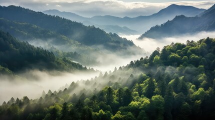 Obraz premium ridge fog trees