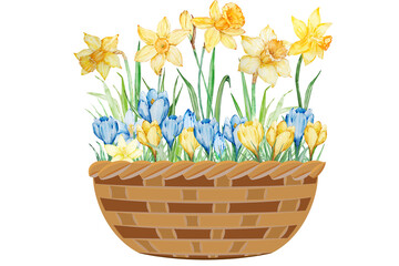 yellow daffodils in basket