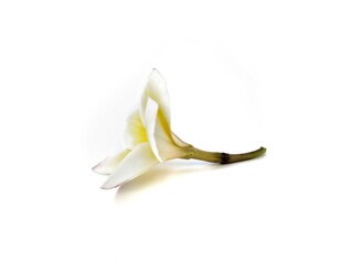 Beautiful frangipani flowers (plumeria alba) isolated on white background. Botanical photography...