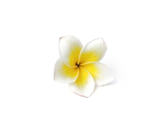 Obraz premium Beautiful frangipani flowers (plumeria alba) isolated on white background. Botanical photography for creative Design 