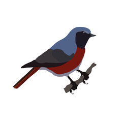  redstart bird vector illustration ,red winged blackbird