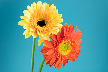 Blooming sunflower flowers