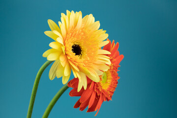 Blooming sunflower flowers