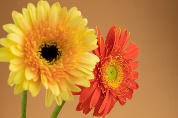 Blooming sunflower flowers
