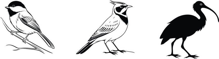 Obraz premium Horned Lark, Vibrant Scarlet Ibis, and Tiny Black-Capped Chickadee in Beautiful Bird Scenes