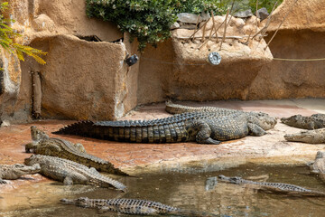 Crocodiles in a Rescue center, Aguimes, Gran Canaria