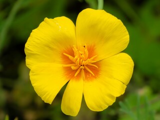 春から初夏の公園や花壇を彩るハナビシソウのある風景。繊細なしべの様子