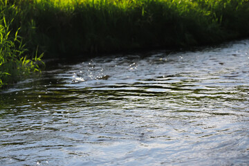 Serene Rippling Stream in Nature with Green Grassy Banks and Sunlight Reflections