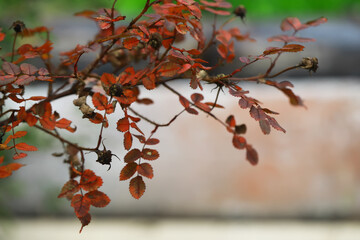 Close-up of Dried Rose Branch with Brown Leaves and Seed Pods in Autumn