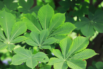 Close-Up of Vibrant Green Chestnut Tree Leaves in Natural Sunlight