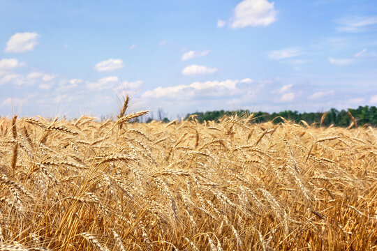 Field wheat in period harvest on background cloudy sky