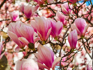 Experience the Beauty of Pink Magnolia Blossoms in Full Bloom: Captivating Close-Up of Elegant Spring Flowers with Vibrant Petals. Perfect for Nature Lovers.