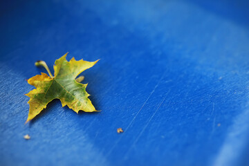 Yellow Autumn Leaf on Blue Surface - Nature's Contrast and Seasonal Change