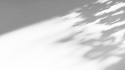 Overlay effects of realistic tree branch and leaves shadows isolated on transparent background,mockup of shadow for product presentation, backdrop,Summer sunlight and shadow overla