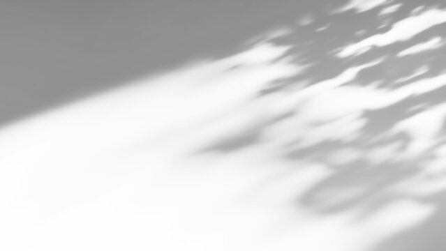 Overlay effects of realistic tree branch and leaves shadows isolated on transparent background,mockup of shadow for product presentation, backdrop,Summer sunlight and shadow overla