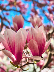 Fototapeta premium Experience the Beauty of Pink Magnolia Blossoms in Full Bloom: Captivating Close-Up of Elegant Spring Flowers with Vibrant Petals. Perfect for Nature Lovers.