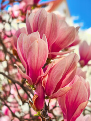 Experience the Beauty of Pink Magnolia Blossoms in Full Bloom. Captivating Close-Up of Elegant Spring Flowers with Vibrant Petals. Perfect for Nature Lovers. 