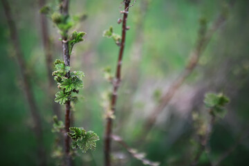 Spring Nature Background with Closeup of Fresh Green Bush Leaves on Branches in Soft Focus