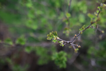 Close-up of Emerging Spring Leaves on a Branch with Blurred Green Background