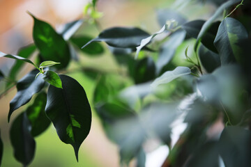 Close-Up of Vibrant Green Leaves with Blurred Background Capturing Natural Beauty