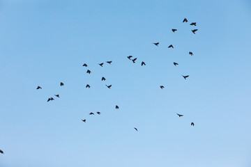 Flock of Birds Soaring in Clear Blue Sky in Natural Wildlife Setting