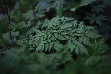 Lush Green Foliage Close-Up in Forest with Soft Natural Light
