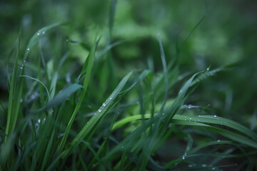 Close-Up of Dew Drops on Fresh Green Grass Blades in a Lush Garden