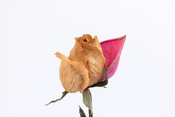 Obraz premium A bunch of dried rose plants