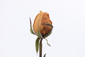 A bunch of dried rose plants