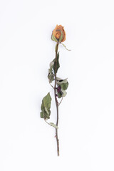 Dried rose plants