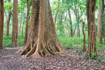 The world's oldest teak plantation, established in 1846 near Nilambur, Kerala, showcasing India's...