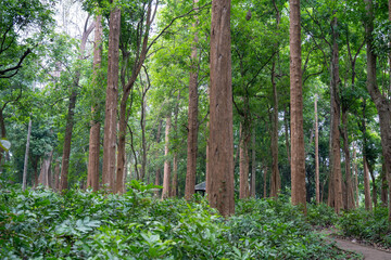 The world's oldest teak plantation, established in 1846 near Nilambur, Kerala, showcasing India's forestry heritage with its historic teak tree and scenic river side. 29 March 2025
