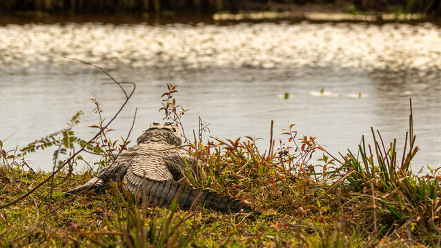 Black yacaré, Caiman yacare, resting in the shore