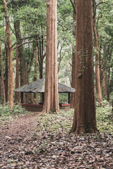The world's oldest teak plantation, established in 1846 near Nilambur, Kerala, showcasing India's forestry heritage with its historic teak tree and scenic river side. 29 March 2025