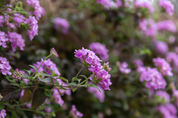 Purple lantana flowers